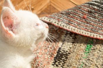 Adorable little white kitten close up portrait.