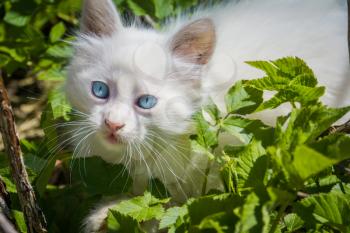 Cute white playful kitten with blue eyes outdoor, turkish angora.