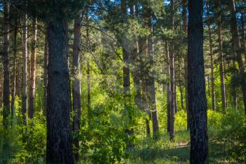 Green pine trees in the summer forest natural background.