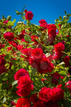 Decorative climbing roses of bright red color blooming in the garden, nature background.