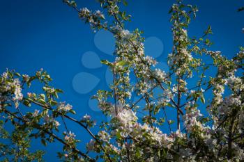 Soft white blooming trees over the clear blue sky, spring background.