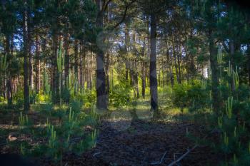 Green pine trees in the summer forest natural background.