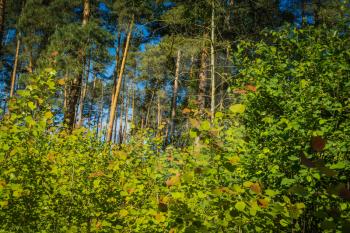 Bright green leaves on trees in the summer forest.