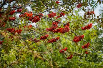 Red rowan, mountain ash berries on branches in fall season.