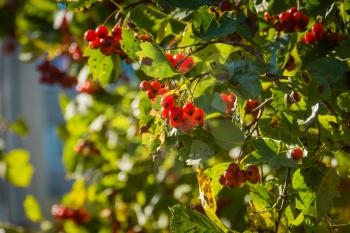 Red rowan, mountain ash berries on branches in fall season.