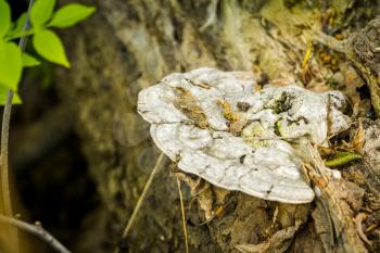 White bracket fungus growing on the dead tree in forest.