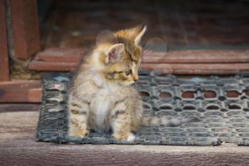 Adorable little tabby kitten, outdoor pet photo.