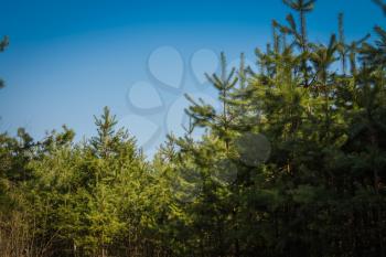 Big pine tree tops over clear blue sky background.