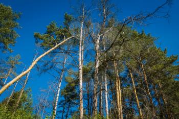 Big pine tree tops over clear blue sky background.