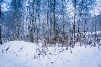 Snowy leafless trees in abandoned rural winter park, natural background.