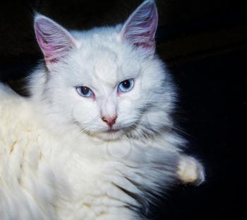 Cute fluffy white turkish angora cat with blue eyes.