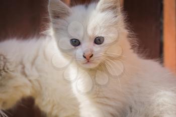 Cute white playful kitten with blue eyes outdoor, turkish angora.