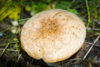 Wild mushroom grows in the autumn pine forest close up.