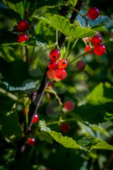 Tasty red currant berries on green shrubs in the garden.