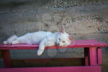 Cute white fluffy cat resting on pink bench outdoor.