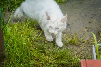 Cute white playful cat with blue eyes outdoor, turkish angora.
