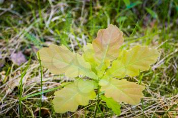 Leaves of small oak tree growing in the forest background.