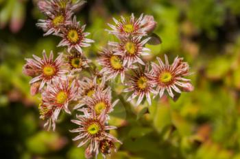 Inflorescence of small pink flowers in the summer garden.