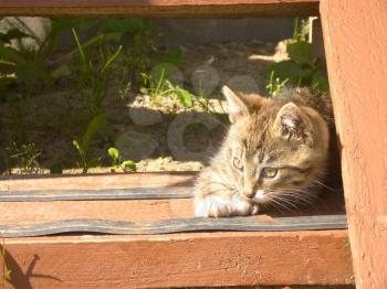 Funny little striped kitten on wooden stairs.