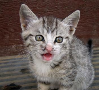 Cute gray striped kitten sitting on wooden stairs.