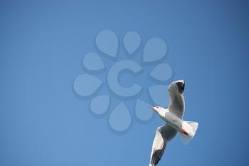 Seagull is  flying in sky over the sea waters