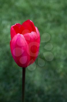 Single  Tulip Flower Blooming in Spring Season