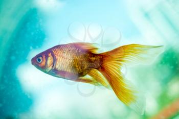 Colorful fish swimming in an aquarium