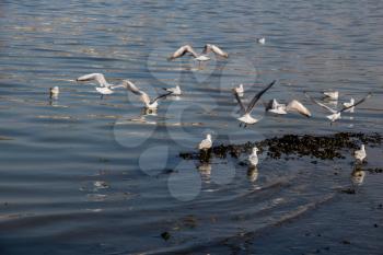 Gruop of seagulls swim calmly on the sea surface