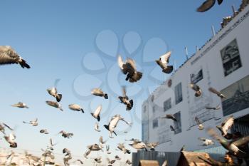 Grey pigeons live in large groups in an urban environment