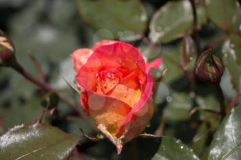 Beautiful colorful Rose Flower on garden background