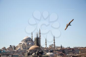 Seagull flying in a sky with a mosque at the background