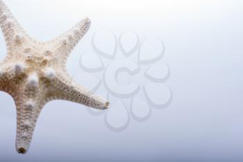 Hand holding starfish in water covered with foam