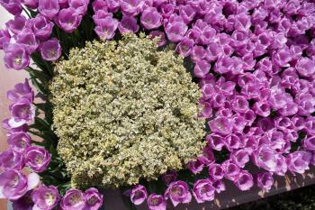 Tulip Flowers Blooming in Spring Season