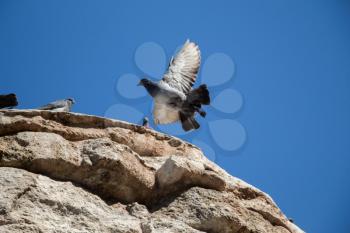 Single pigeon in the air with wings wide open