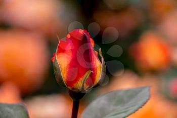 Beautiful colorful Rose Flower on garden background