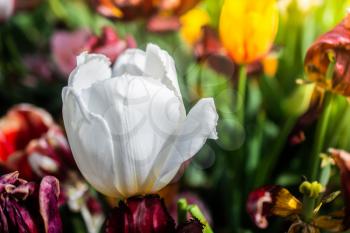 Beautiful colorful tulips flower in spring time garden