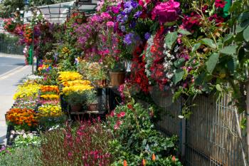 Flower bed as a background with many beautiful colorful flowers