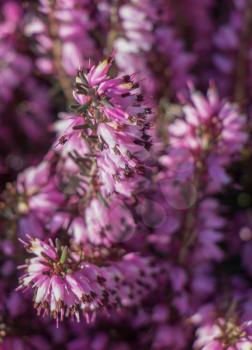 Blooming spring  flowers as a colorful background