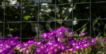 Beautiful fresh flowers as a background