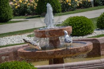 Seagulls  in the park with roses