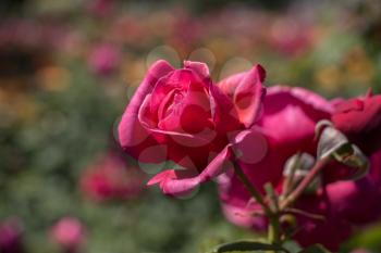 Beautiful colorful Rose Flower on garden background