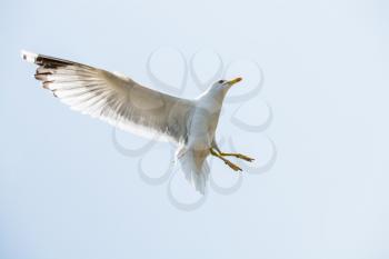 Seagulls flying in a sky as a background