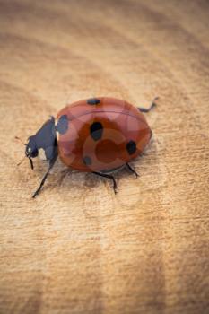 Beautiful photo of red ladybug walking on a piece of wood