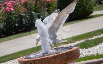 seagull by the fountain in the rose garden