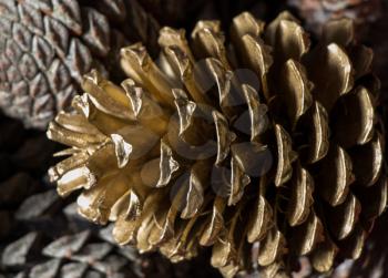 Pine cones of the pine tree in view