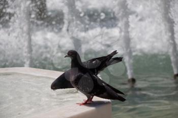 City pigeons by the side of water at a fountain