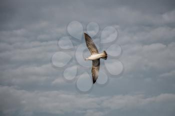 Seagull flying in a cloudy sky over the sea waters