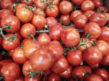 Tomatoe Stock Photo