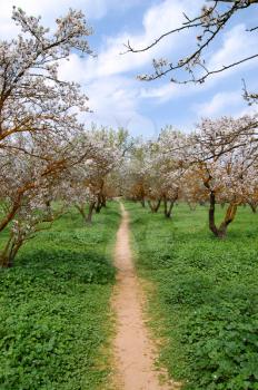 Blooming almond trees in a park. Spring season background.