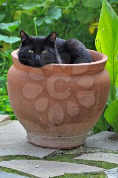 Black cat sheltering from cold winter wind in a flowerpot.